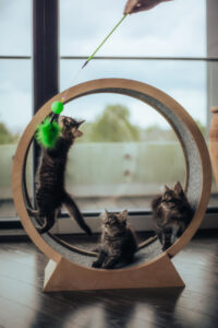 kitty wheel pic